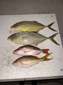 A selection of freshly caught fish, including Yellowtail Snapper and Mutton Snapper, displayed on a fillet table after a successful fishing trip.