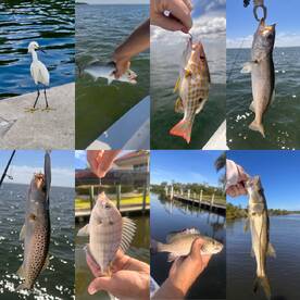 Various fish species including a Snook and a Grunt being held by anglers during a fishing trip in a scenic coastal environment.