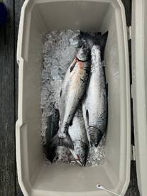 A cooler filled with freshly caught salmon on ice, showcasing a successful fishing trip.