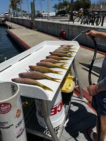 A variety of fish, likely Yellowtail Snapper, are neatly arranged on a cleaning table at the dock, with a person rinsing them off after a successful fishing trip.