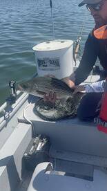 Angler proudly displaying a striped bass while fishing on a small boat.