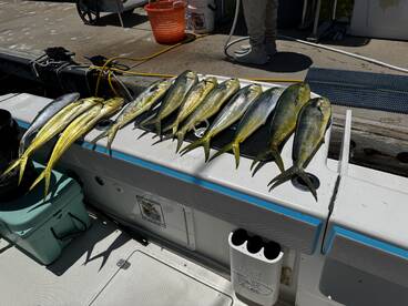 A variety of Mahi Mahi laid out on a boat's cleaning station, showcasing a successful fishing trip.