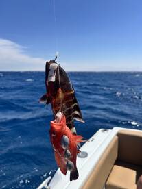 A colorful Grouper and a Snapper caught while fishing offshore, showcasing the excitement of the catch against a vibrant blue ocean backdrop.