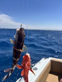 A close-up of two fish caught on a line while fishing in open waters, showcasing the excitement of the catch.