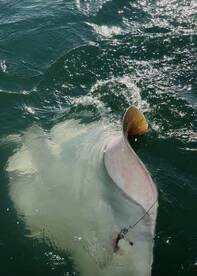 A large stingray is being reeled in during a fishing trip, showcasing the excitement of the catch in the water.