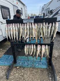 A fisherman stands beside a display of freshly caught Walleye arranged on a catch board, showcasing a successful fishing trip.