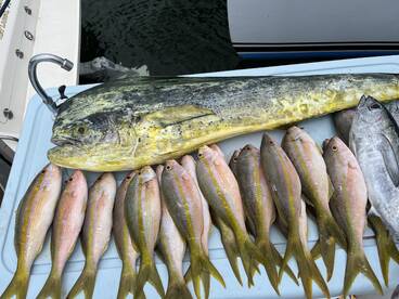 A variety of fish including a large Mahi Mahi and several Snapper displayed on a cleaning table, showcasing a successful fishing trip.