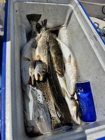 A cooler filled with various fish, including speckled trout, showcasing a successful fishing trip.