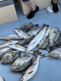 A variety of fish, including Grouper and Snapper, laid out on the deck of a fishing boat, showcasing a successful catch.