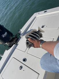 Angler holding a striped fish on the deck of a boat, showcasing a successful catch during a fishing trip.