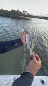 Angler holding a Speckled Trout while fishing in a scenic coastal environment.