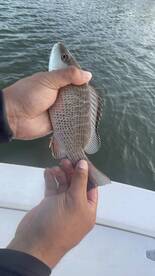 Angler holding a colorful fish, likely a Snapper, while fishing from a boat.