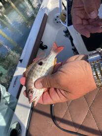 A proud angler displaying a small Snapper caught while fishing from a boat, showcasing the vibrant colors of the fish.