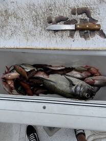 A variety of fish, including snapper and grouper, stored in a cooler on a fishing boat, with a filleting knife and fish scraps visible on the cutting board.