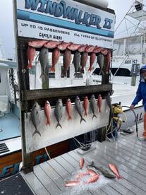A variety of Snapper displayed on a catch board at the dock, showcasing a successful fishing trip aboard the Windwalker II.
