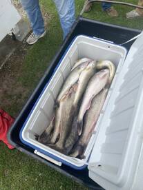 A cooler filled with freshly caught Walleye, showcasing a successful fishing trip.