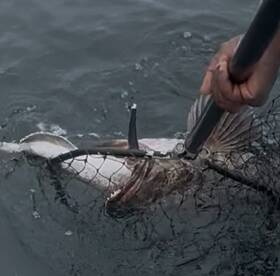 An angler skillfully reeling in a large fish using a net, showcasing the excitement of fishing in open waters.