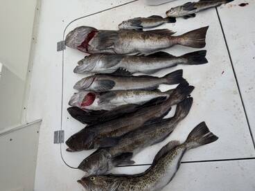 A variety of freshly caught fish, including several large grouper, laid out on a cleaning table aboard a fishing boat.