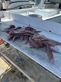 A variety of freshly caught fish fillets displayed on a cleaning table at the dock, showcasing the day's catch.