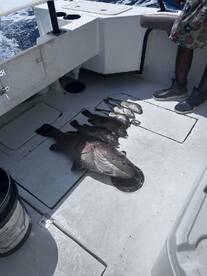 Several fish, including groupers, are laid out on the deck of a fishing boat, showcasing a successful day of deep-sea fishing.