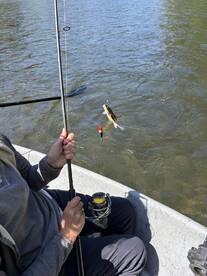 An angler reeling in a fish while fishing from a small boat on a calm waterway.