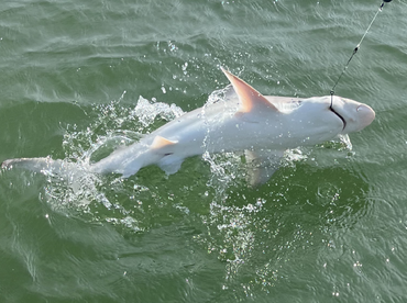A shark is actively jumping out of the water during a fishing expedition, showcasing the excitement of saltwater fishing.