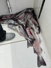 A collection of freshly caught fish, likely Pacific Cod, stored inside a boat's cleaning area, showcasing a successful fishing trip.