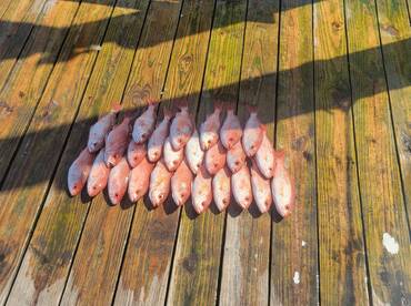 A neat display of multiple Red Snapper laid out on a wooden dock, showcasing a successful fishing trip.