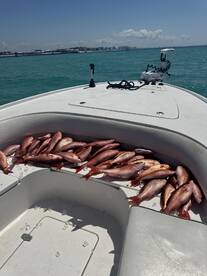 A large catch of Red Snapper stored in the boat's compartment, showcasing a successful day of fishing in clear blue waters.