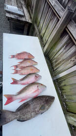 A variety of freshly caught fish, including Snapper and Grouper, displayed on a fillet table at a fishing dock.