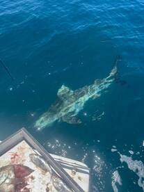 A large shark is seen swimming near the boat, with several smaller fish displayed on the cleaning table, highlighting an exciting moment during a deep-sea fishing trip.