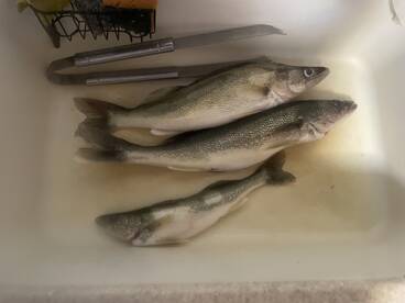 Three freshly caught Walleye laid out in a cleaning station, ready for preparation after a successful fishing trip.