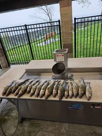 A neatly arranged display of multiple Walleye on a fillet table, showcasing a successful fishing trip at a lakeside location.