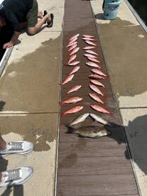 A variety of fish, including Snapper and Grouper, neatly arranged on a dock after a successful fishing trip.