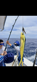 Young anglers actively reeling in a vibrant Mahi Mahi while fishing offshore, showcasing the excitement of the catch.