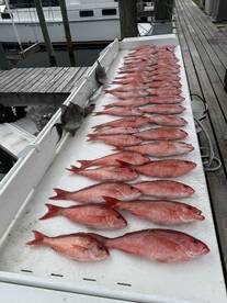 A vibrant display of freshly caught Red Snapper laid out on a fillet table at the dock, showcasing a successful fishing trip.
