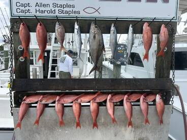 A variety of Snapper species displayed on a catch board at the marina, showcasing a successful fishing trip.