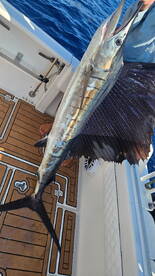 A proud angler displaying a large Sailfish on the deck of a sport fishing boat, showcasing the vibrant colors and unique fin structure.