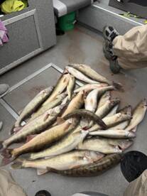 A collection of Walleye laid out on the floor of a fishing boat, showcasing a successful catch during a group fishing trip.