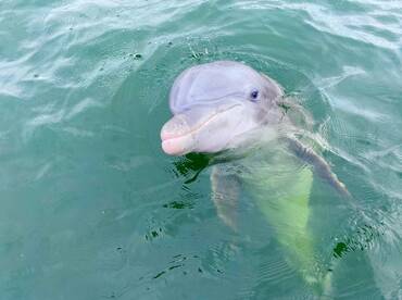 A dolphin swimming in clear waters, showcasing its playful nature.