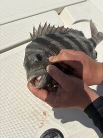 Angler holding a large Black Sea Bass on the deck of a fishing boat, showcasing the catch after a successful outing.