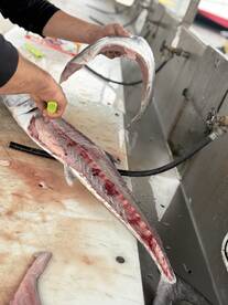 A fisherman skillfully filleting a freshly caught fish at a cleaning station, showcasing the detailed process of preparing the catch.
