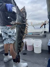 Angler proudly displaying a large Lingcod aboard a fishing boat, showcasing the catch in a marine environment.