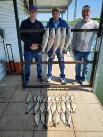 Three anglers proudly display their catch of striped bass on a board at the dock after a successful fishing trip.