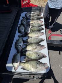 A collection of Crappie fish neatly arranged on a cleaning table in the back of a truck, showcasing a successful fishing trip.