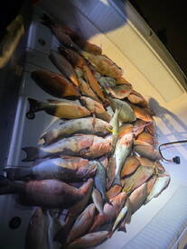 A variety of fish, including Snapper and Grouper, stored in a cooler on a fishing boat after a successful night fishing trip.