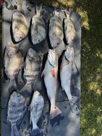 A variety of fish, including Snapper and Grunt, neatly arranged on a table after a successful fishing trip.