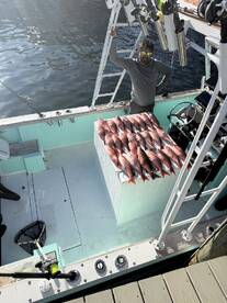A proud angler stands beside a neatly arranged display of Red Snapper on a fishing boat, showcasing a successful day on the water.