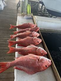 A display of freshly caught Red Snapper laid out on a cleaning station at the dock, showcasing a successful fishing trip.