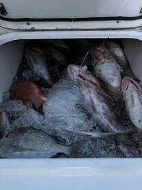 A variety of fish, including Snapper and Grouper, stored in a cooler filled with ice, ready for cleaning after a successful fishing trip.
